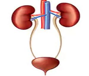 drogi moczowe