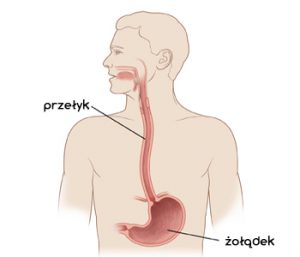 przelyk i żołądek