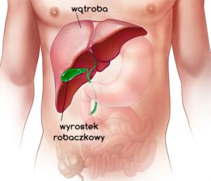 wątroba